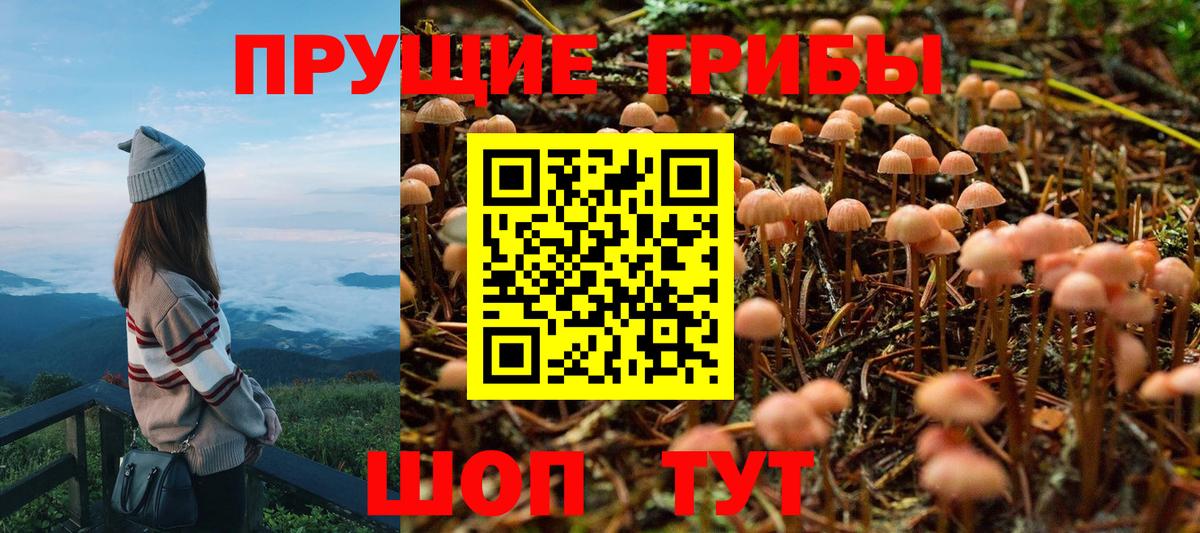 Галлюциногенные грибы Psilocybine cubensis  Назарово 