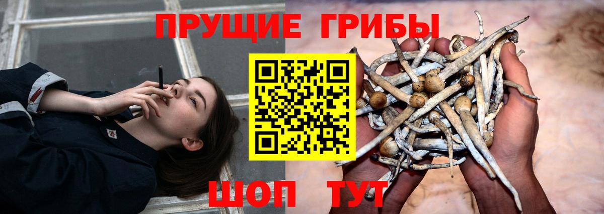 Галлюциногенные грибы Psilocybe Назарово